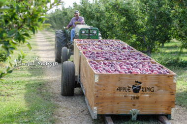 Apple farm photos 32 Photography