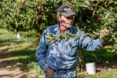 Apple farm photos 40 Photography