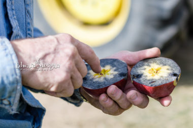 Apple farm photos 60 Photography